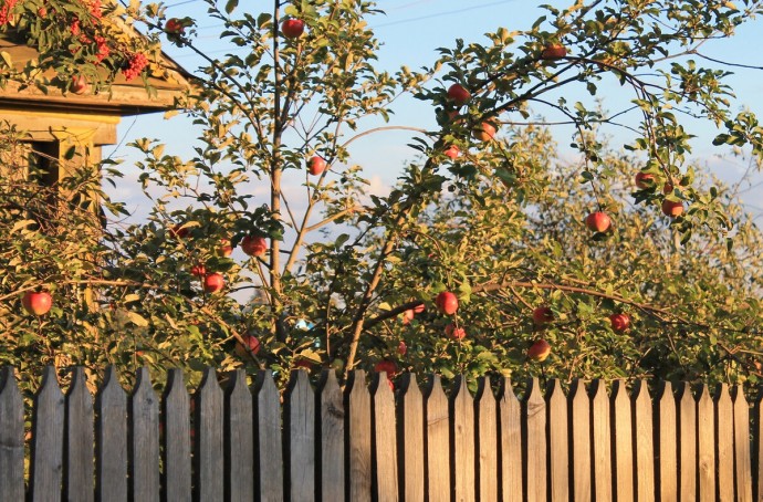 Чтобы яблони были урожайными