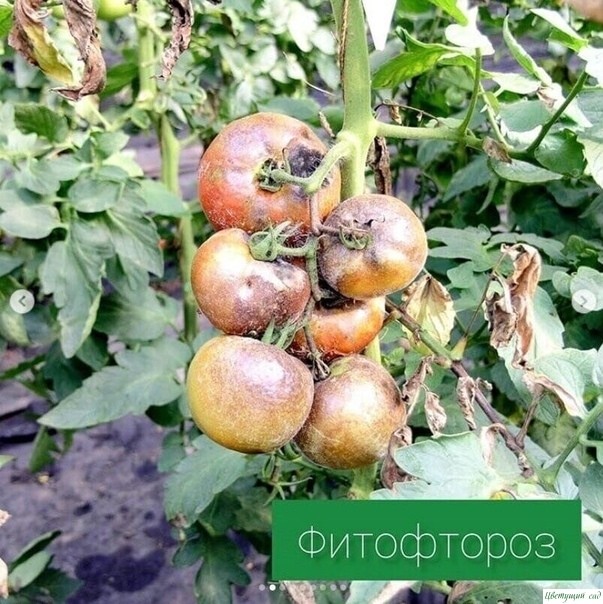 Основные болезни томатов