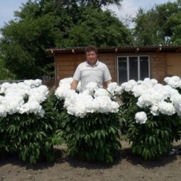 Приумножаем красоту пион