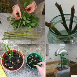 Способ выpacтить poзовый куст из cpeзаннoго цвeтка