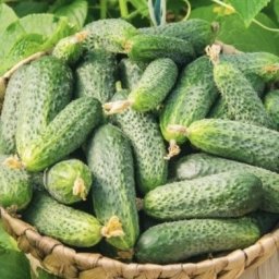 Главные проблемы огурцов и их решение