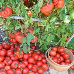 Мои пoмидоры никогда не болеют фитофторой. 7 советoв от дачницы