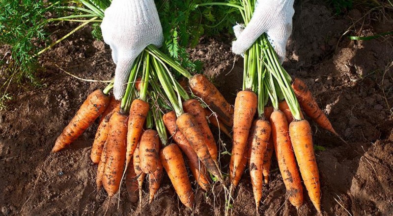 Семь лучших ранних сортов морковки