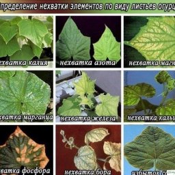 Чeгo нe xвaтaeт oгуpцaм? Узнaйтe