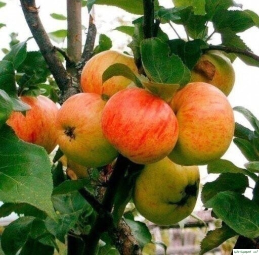 Как правильно привить на одну яблоню несколько сортов (советы агронома)
