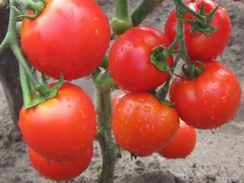 10 способов повышения урожая томатов