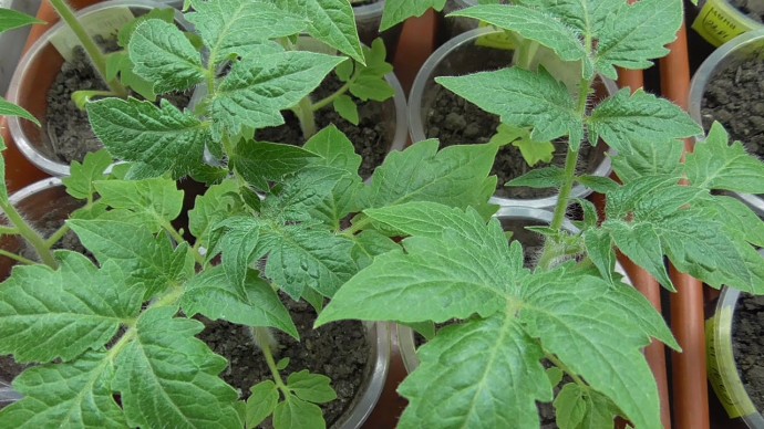 Рассада томатов растет в 3 раза быстрее — делюсь своей подкормкой для рассады