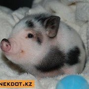 Катерина