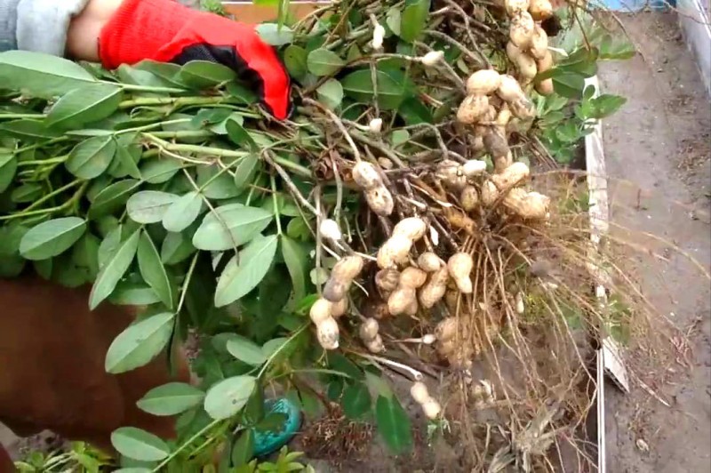 Как вырастить земляной орех - арахис 