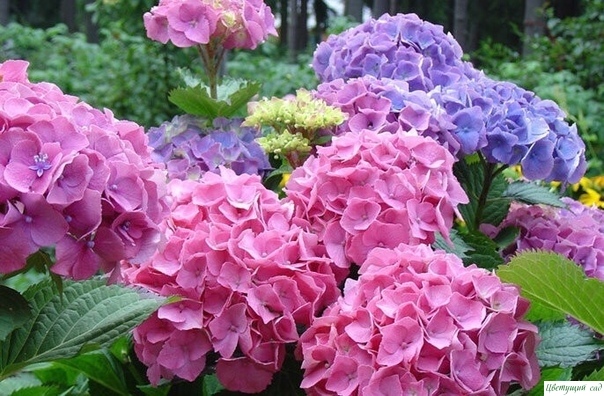 Гортензия – чудесное растение с роскошными цветами. Оно любит «покушать».