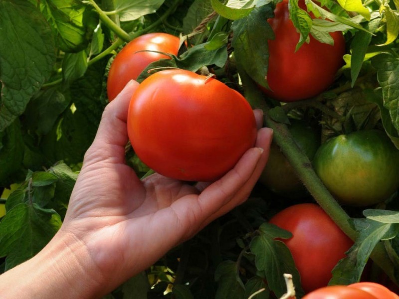 Выращивая помидоры, необходимо помнить, что томаты не переносят: 