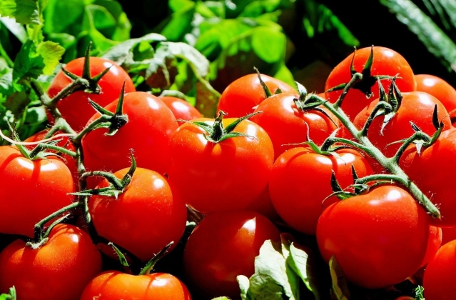 Три важных рекомендации по выращиванию томатов!