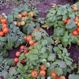 Всё про удобрения и подкормки. минеральные и органические. 