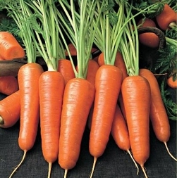 ​Выбираем «каротельку» или какой сорт моркови лучше