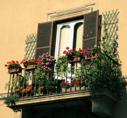 Помогите советом! Какие цветы посадить на балконе?