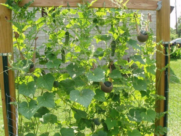 ​Как выращивать, к чему подвязывать огурцы в теплице на даче?