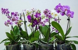 Орхидея Фаленопсис: как ухаживать круглый год