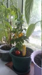 Вот и следующий помидор стал плодоносить