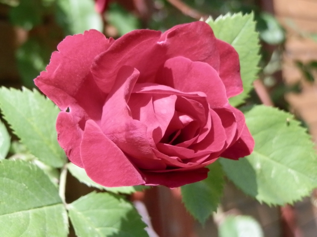 Особенности размножения роз