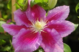 Светик Семицветик