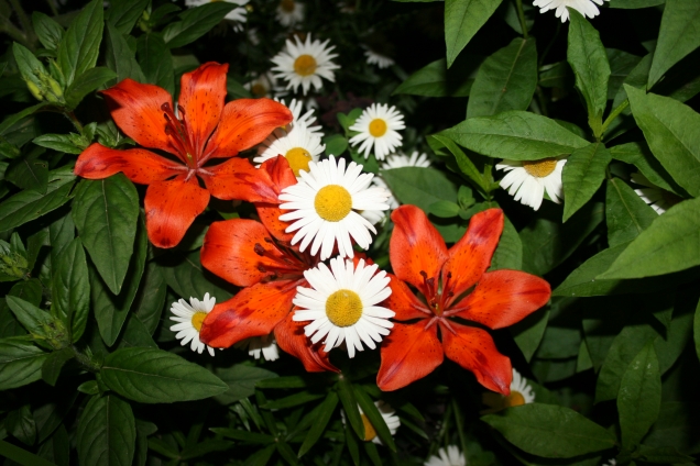 Июньские цветочки