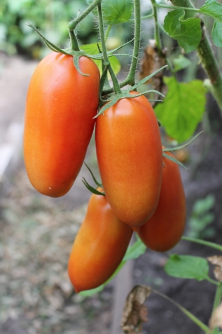 Обзор моих томатов - Алый мустанг