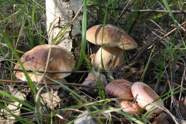 По грибы