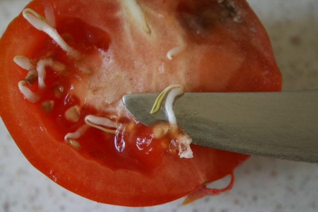 Обзор моих томатов - Золушка F1
