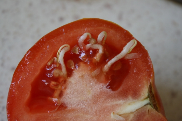 Обзор моих томатов - Золушка F1