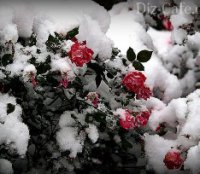 Как укрыть розы на зиму