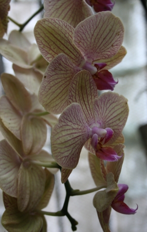 Мамины орхидеи