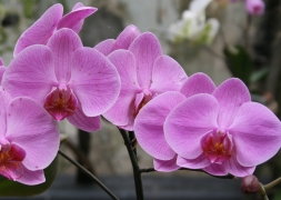 Мамины орхидеи