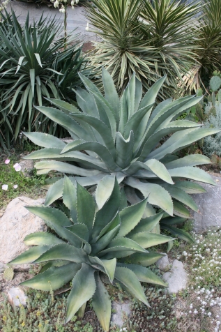 Кактусовая оранжерея Никитского ботанического сада