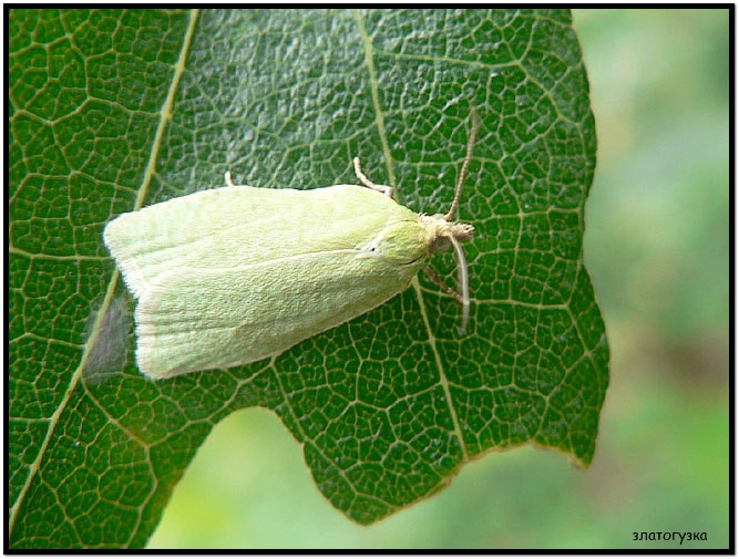 Капустная листовертка. Зелёная яблонная тля на яблоне. Вредители сада деревьях. Вредители сада деревьях. Розанный пилильщик гусеница.