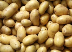 Что мы знаем про картофель
