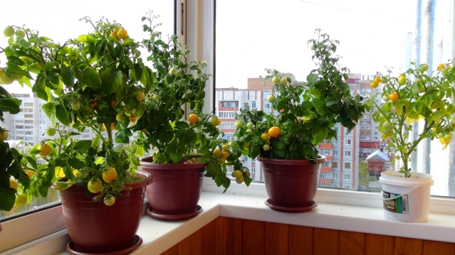 Как вырастить помидоры Балконное чудо