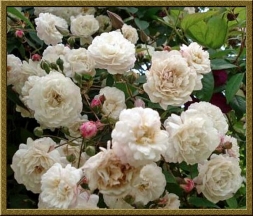 Самые обильноцветущие Розы, сорта.