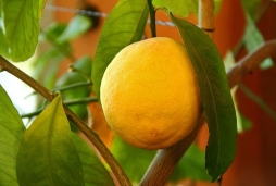 Чтобы лимон дал плоды