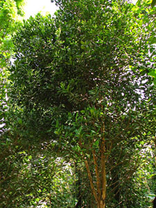 Дерево Черного Перца Фото