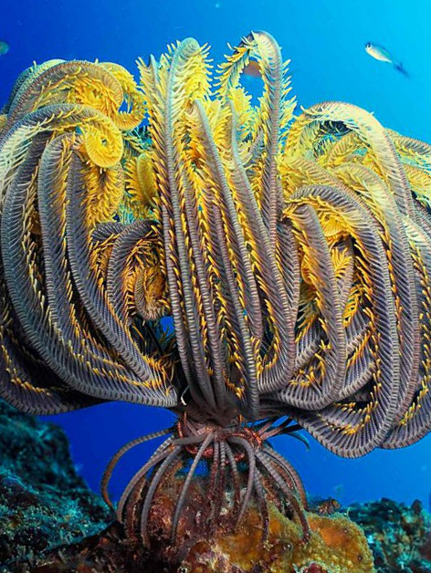 Виды Коралловых Полипов Фото С Названиями