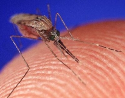 Как снять зуд после укусов комаров
