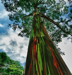 Цветное дерево