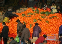 Абхазский мандарин : путь на прилавок