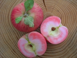 Яблоко сорта «Розовый жемчуг»