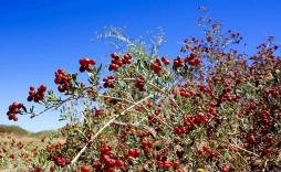 Селитрянка - единственное плодовое растение соленых пустынь.​