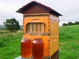 Новое в пчеловодстве - Flow-соты