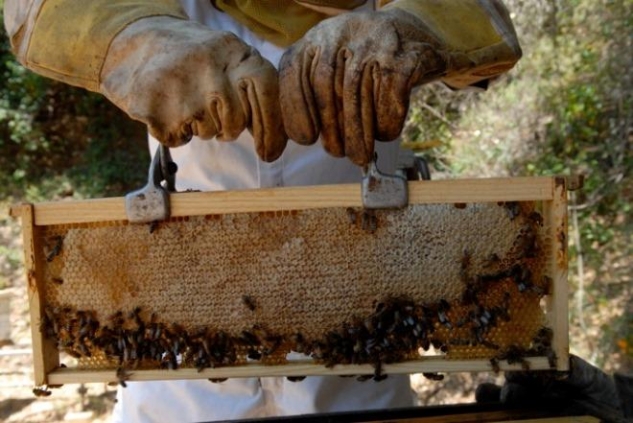 Кислый запах из улья. Как формируются соты в улье. Купить пчелосемьи в 2024 году