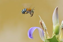 Синеполосые пчелы