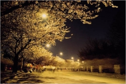 Фестиваль цветения кизила в Корее