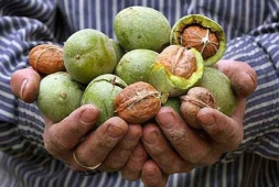 Рост объема урожая грецкого ореха